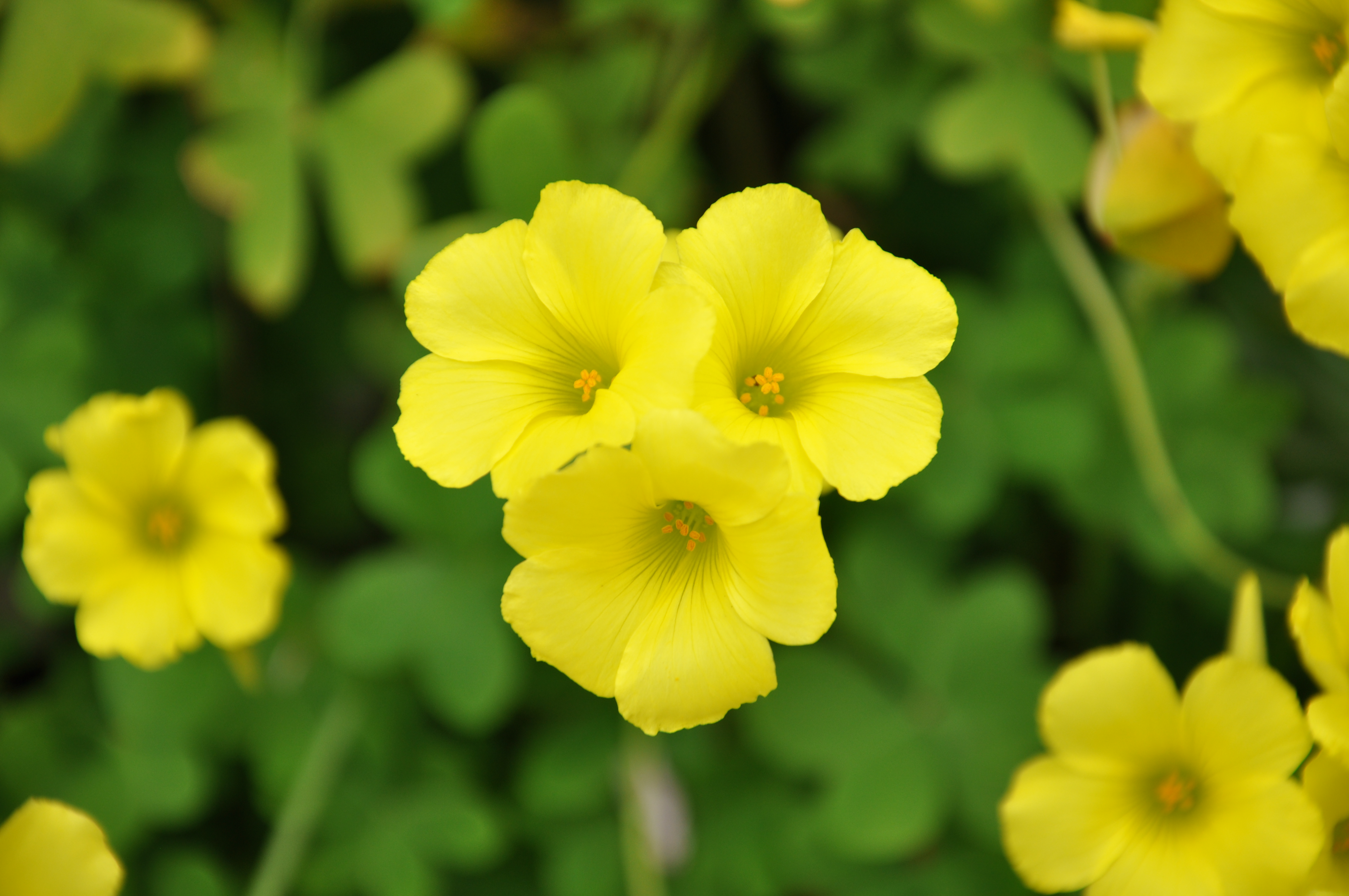 カタバミの花 ナチュラル写真素材 無料ダウンロードフリー