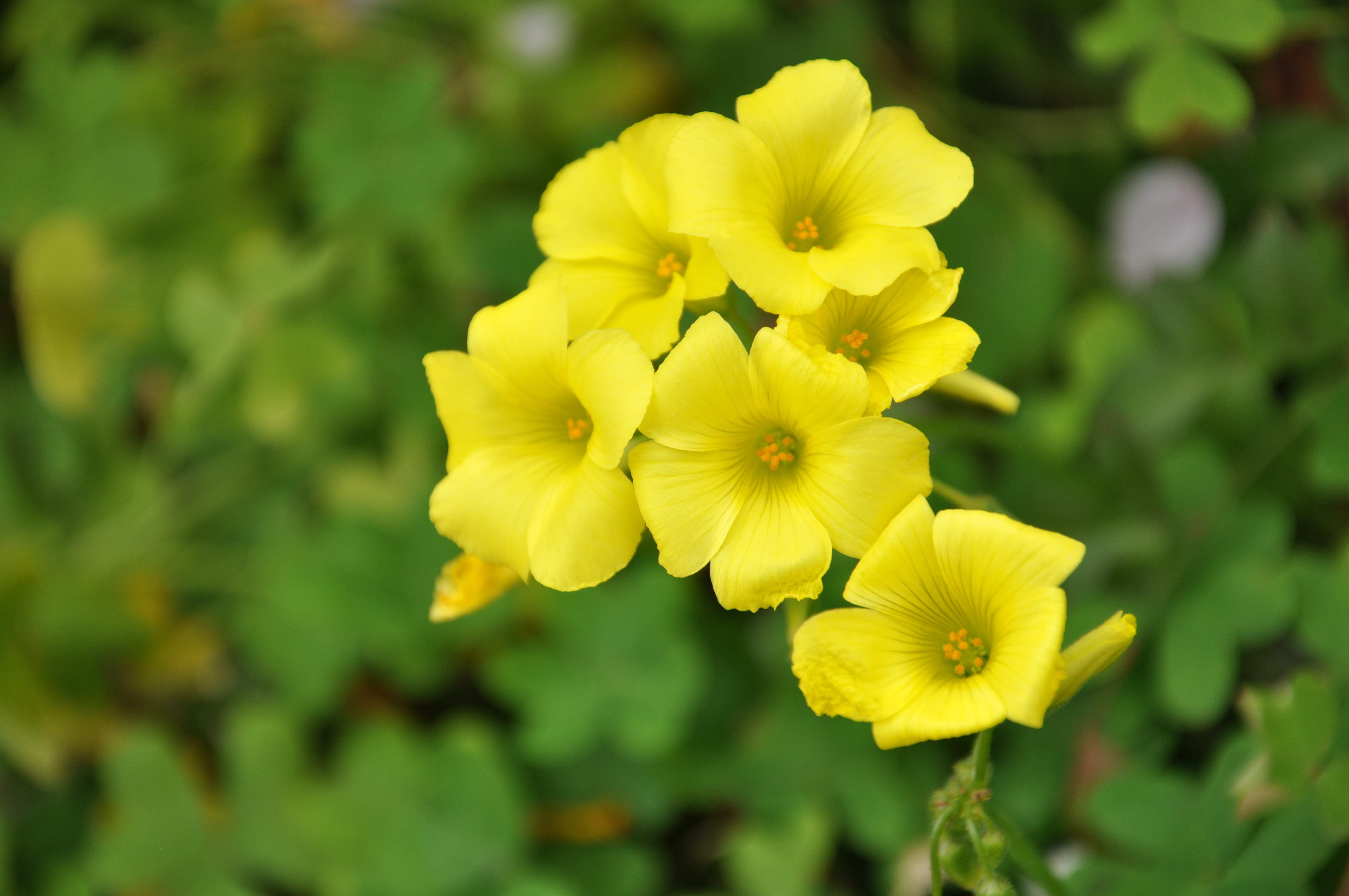 カタバミの黄色い花 ナチュラル写真素材 無料ダウンロードフリー