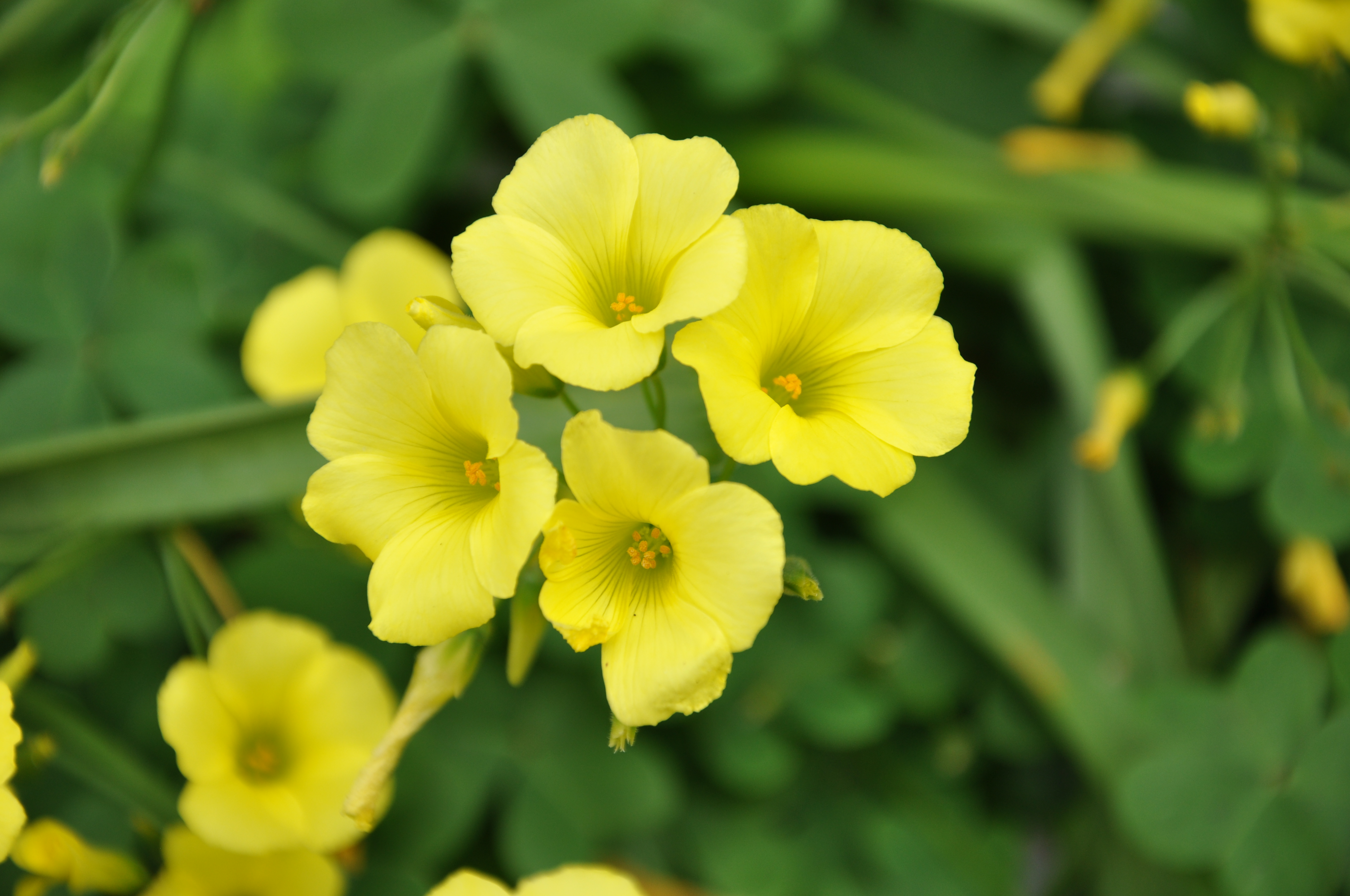 カタバミの花 ナチュラル写真素材 無料ダウンロードフリー