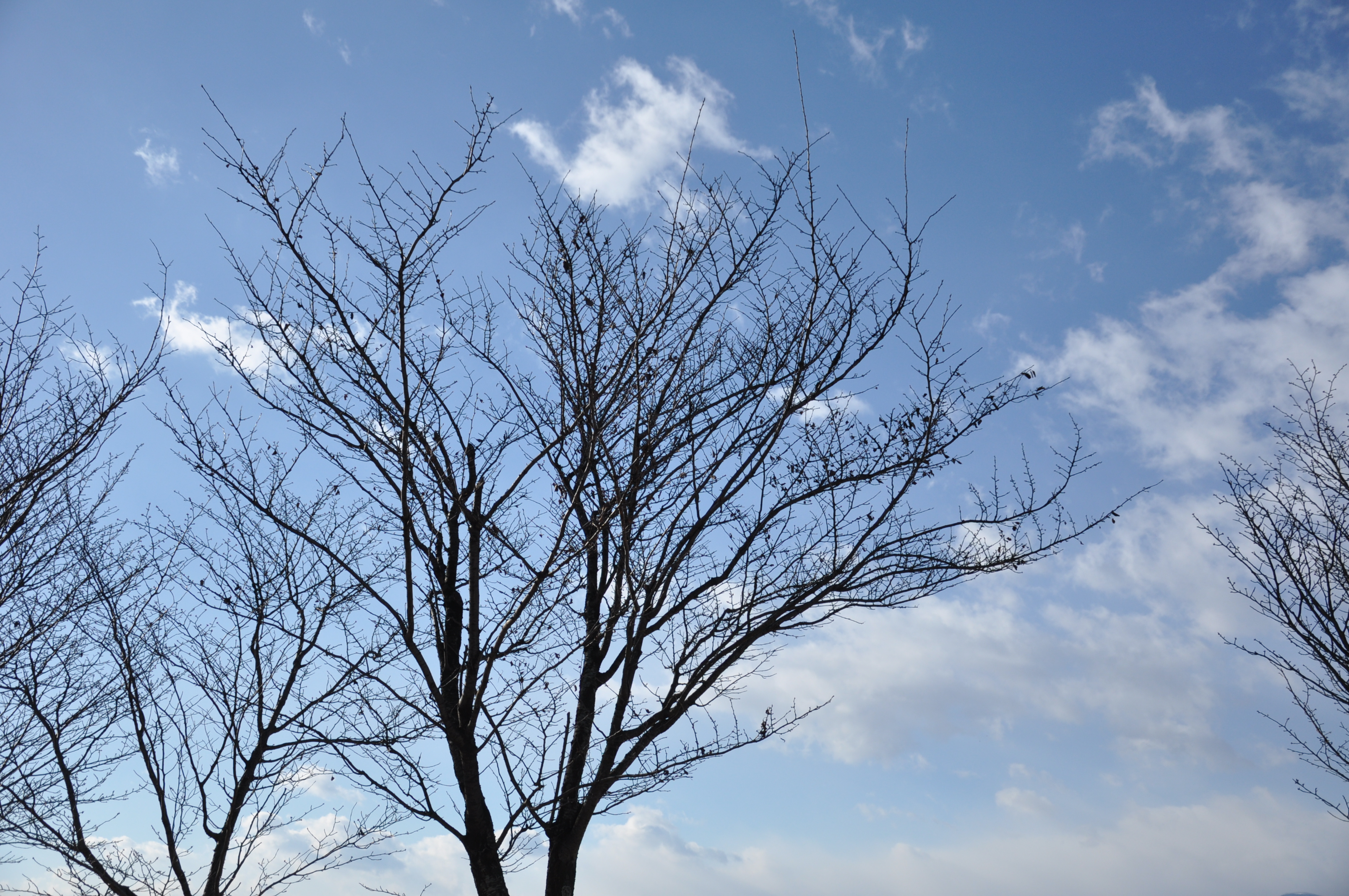 空 木 ナチュラル写真素材 無料ダウンロードフリー