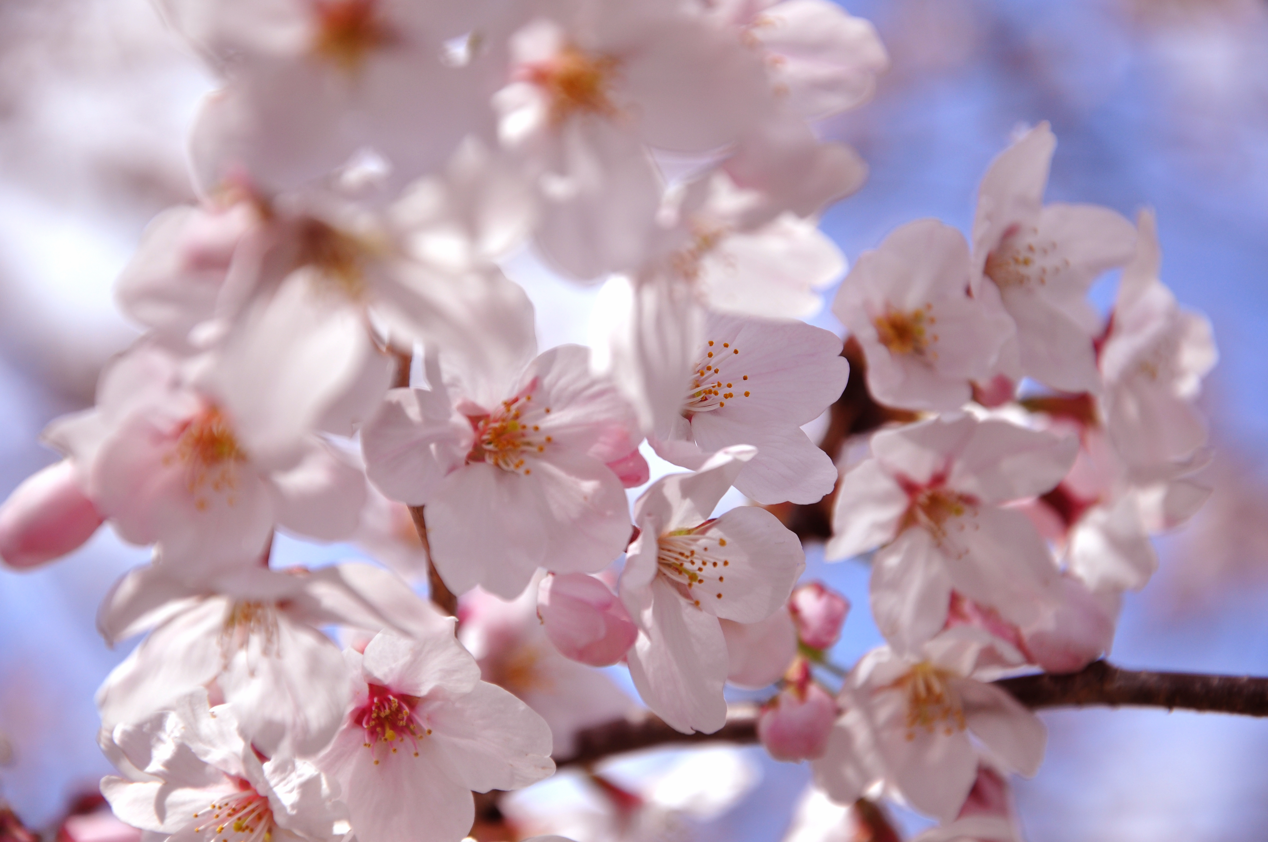 桜～ナチュラル写真素材 無料ダウンロードフリー