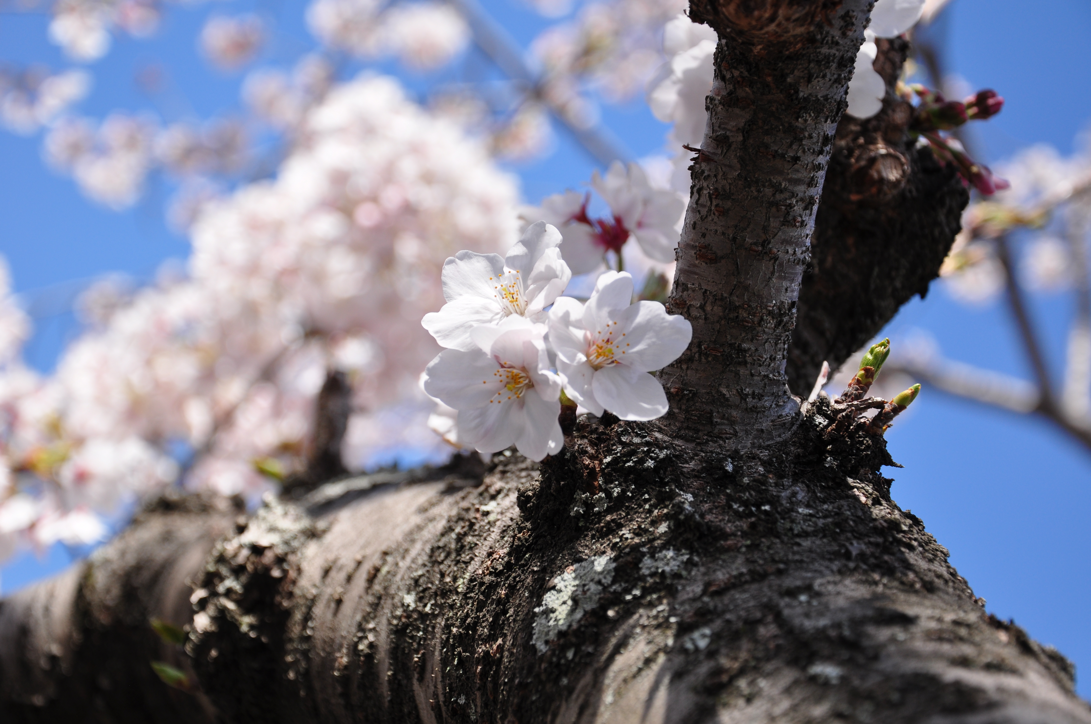 桜～ナチュラル写真素材 無料ダウンロードフリー