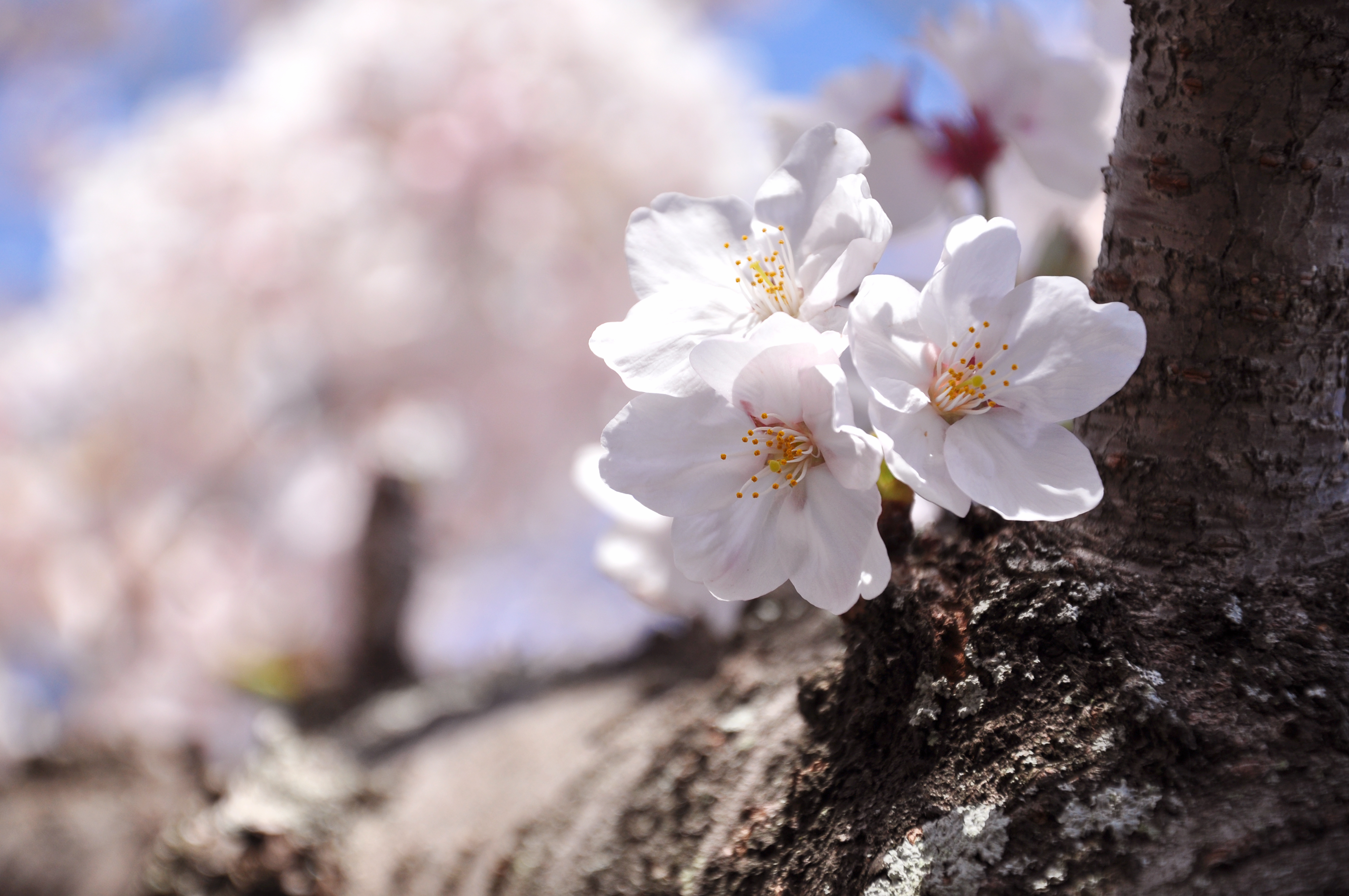 桜～ナチュラル写真素材 無料ダウンロードフリー