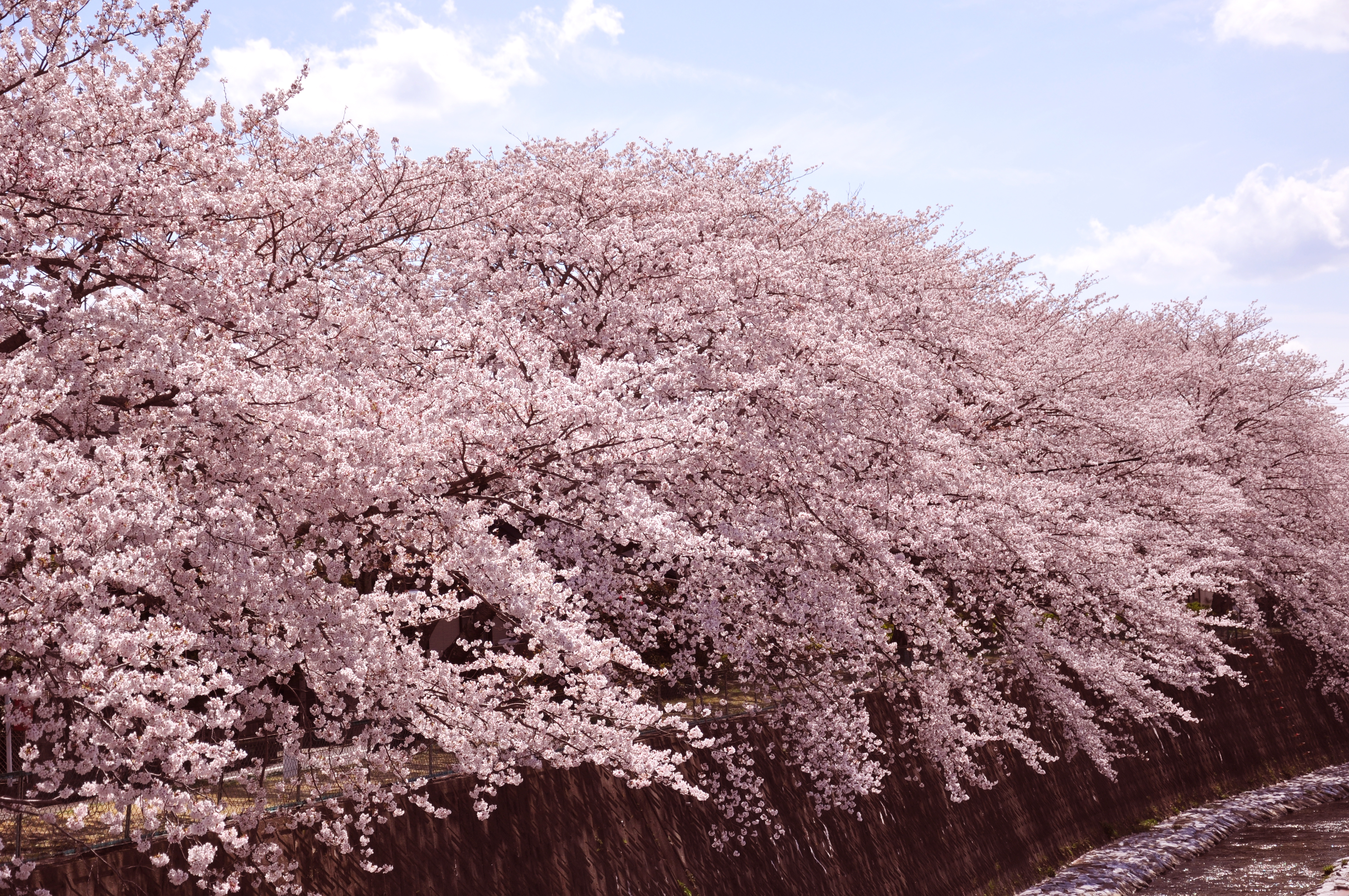 桜並木