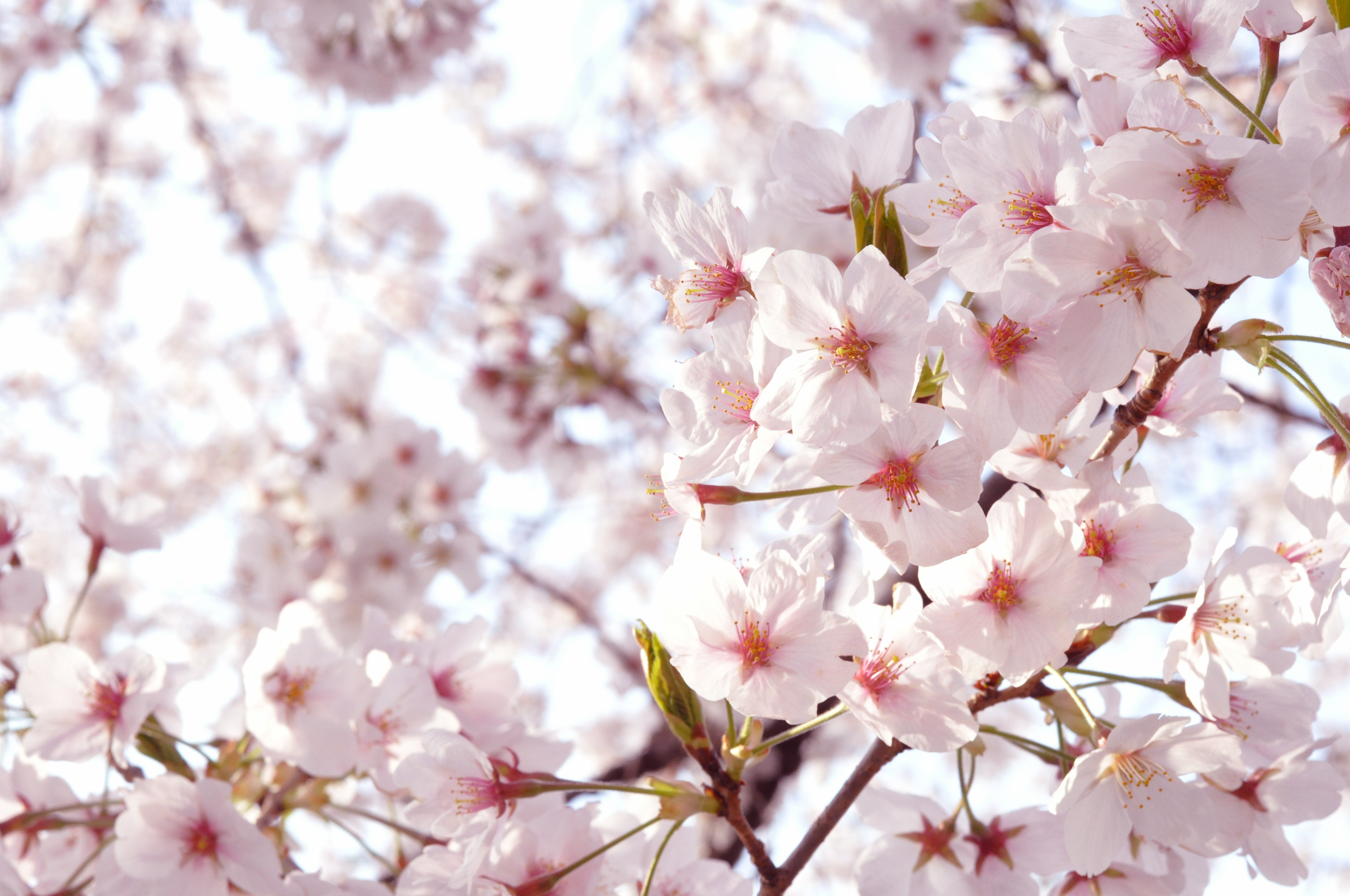 桜～ナチュラル写真素材 無料ダウンロードフリー