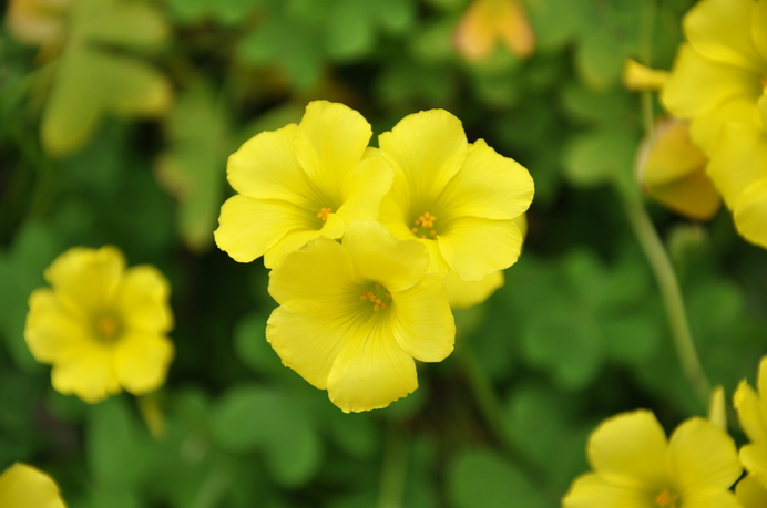 カタバミの花