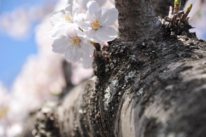 桜