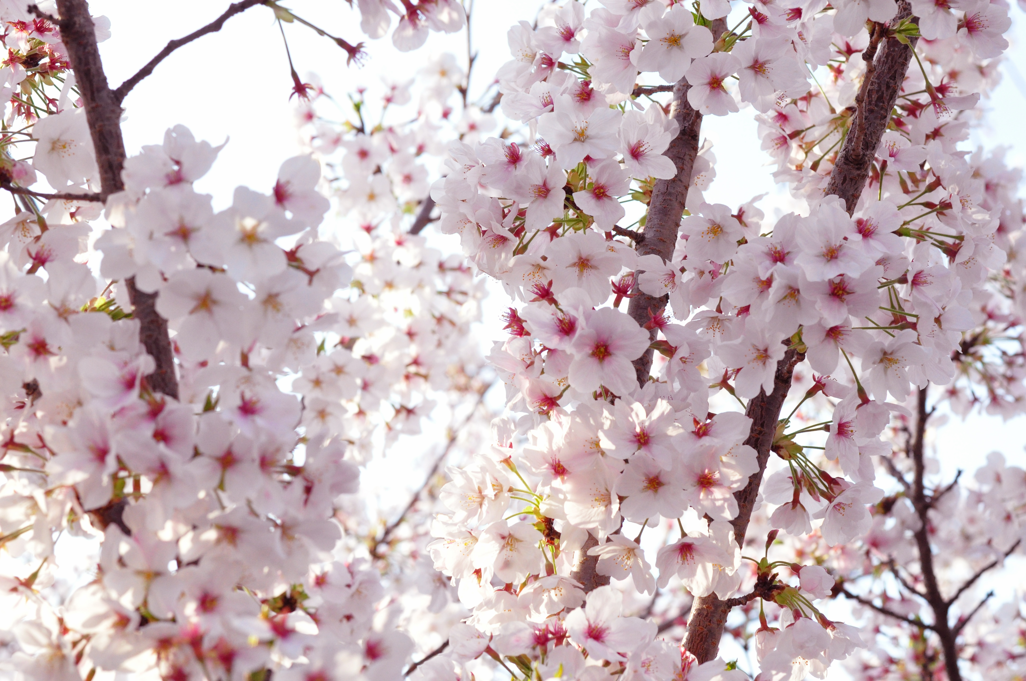 桜の花